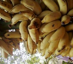 Sweet bananas